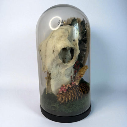 Large Sheep Skull Dome