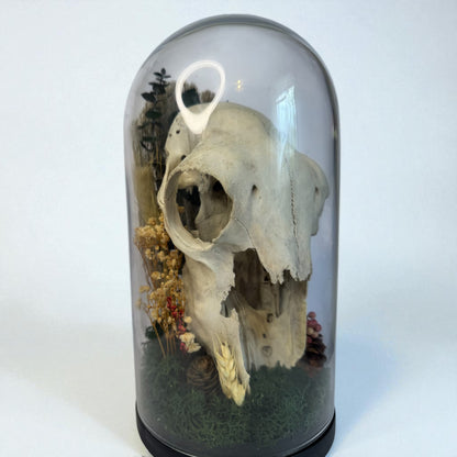 Large Sheep Skull Dome