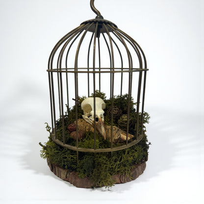 Bird Cage