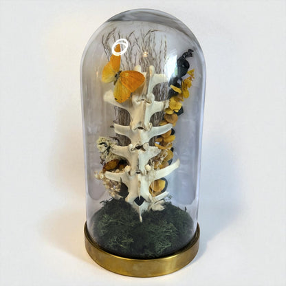 Spine Domes
