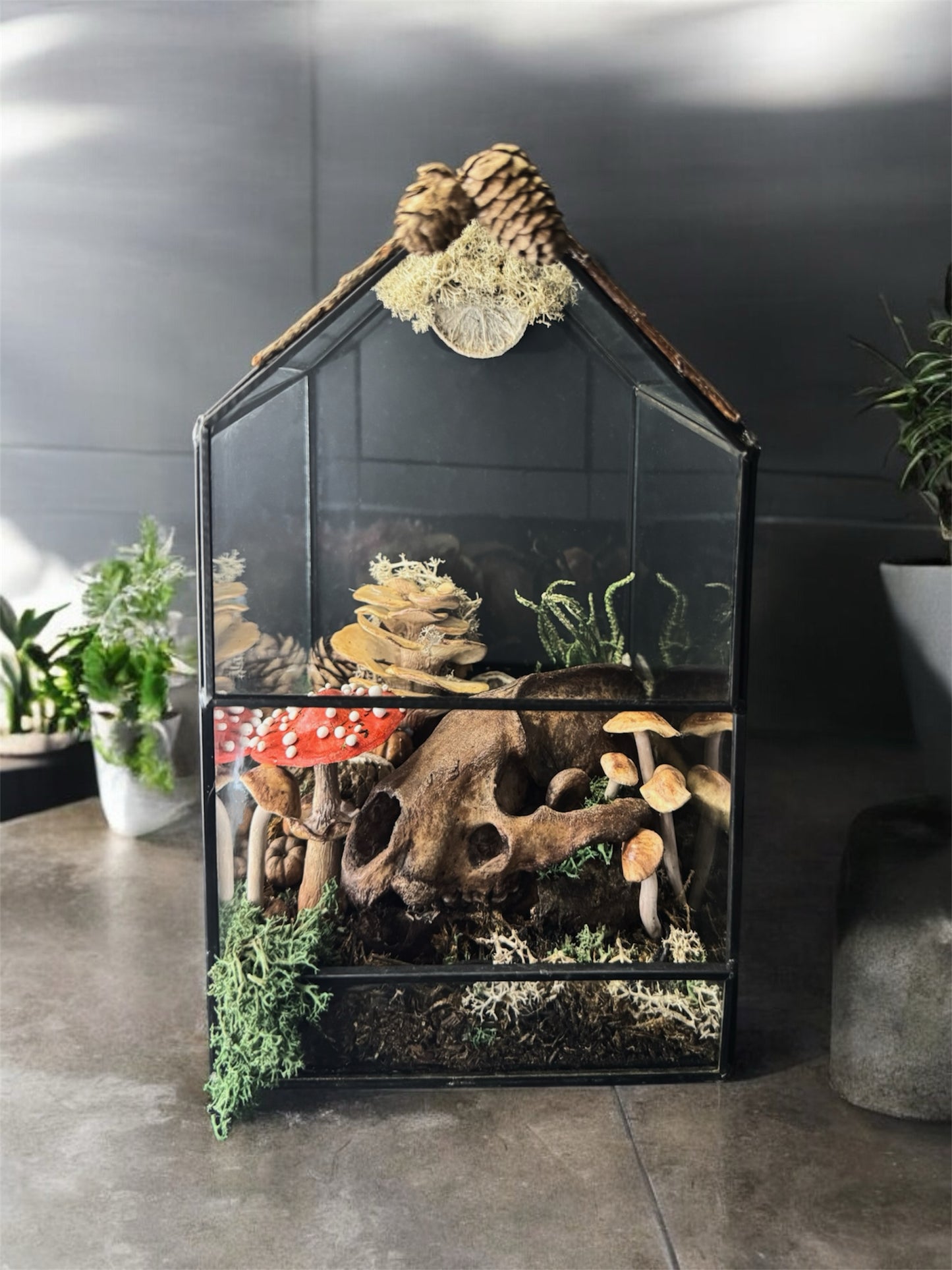 Badger Skull Light Up Terrarium