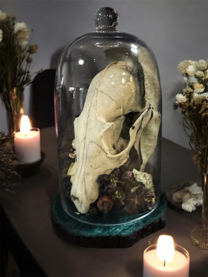 Fox Skull Tall Dome