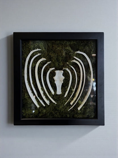 Bone & Moss Frames
