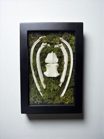 Bone & Moss Frames