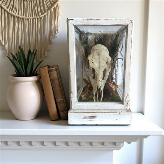 Deer Skull Vintage Wood and Glass Display