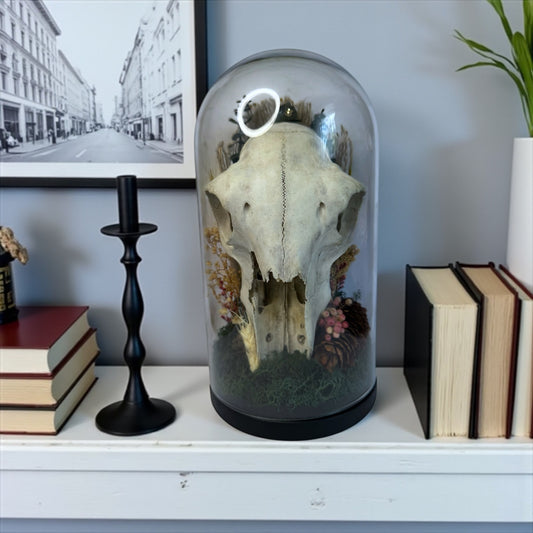 Large Sheep Skull Dome