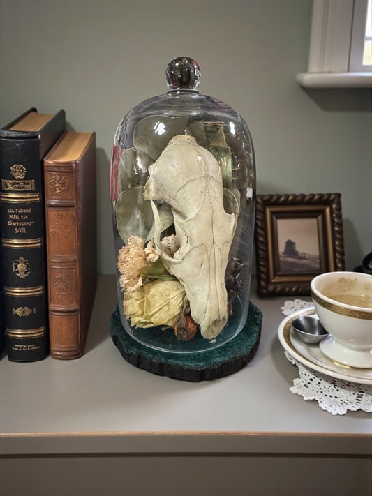 Fox Skull Tall Dome