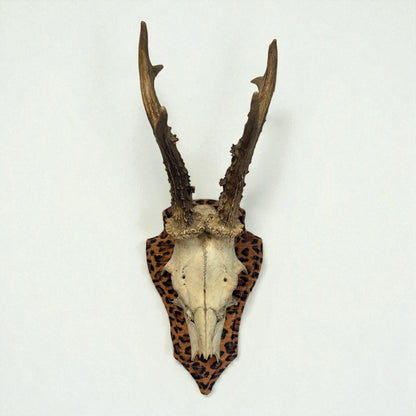 Mounted Deer Skull