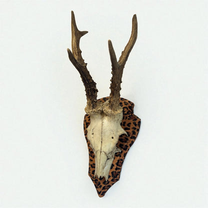 Mounted Deer Skull