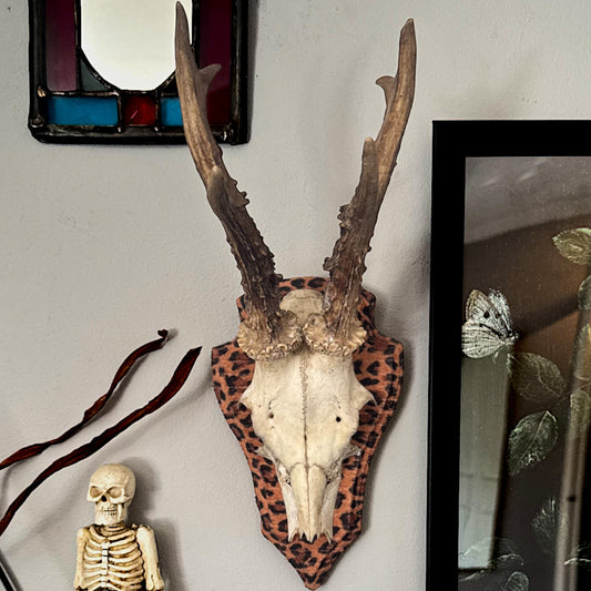 Mounted Deer Skull
